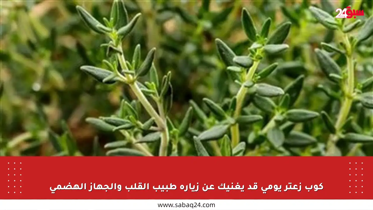 كوب زعتر يومي قد يغنيك عن زيارة طبيب القلب والجهاز الهضمي